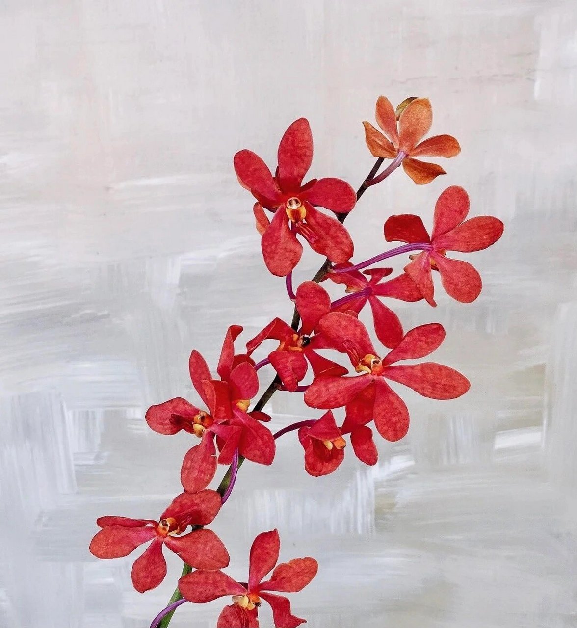 每天一个花材分享|千代兰 99 千代兰 是兰花的一种,由乌舌兰和万代