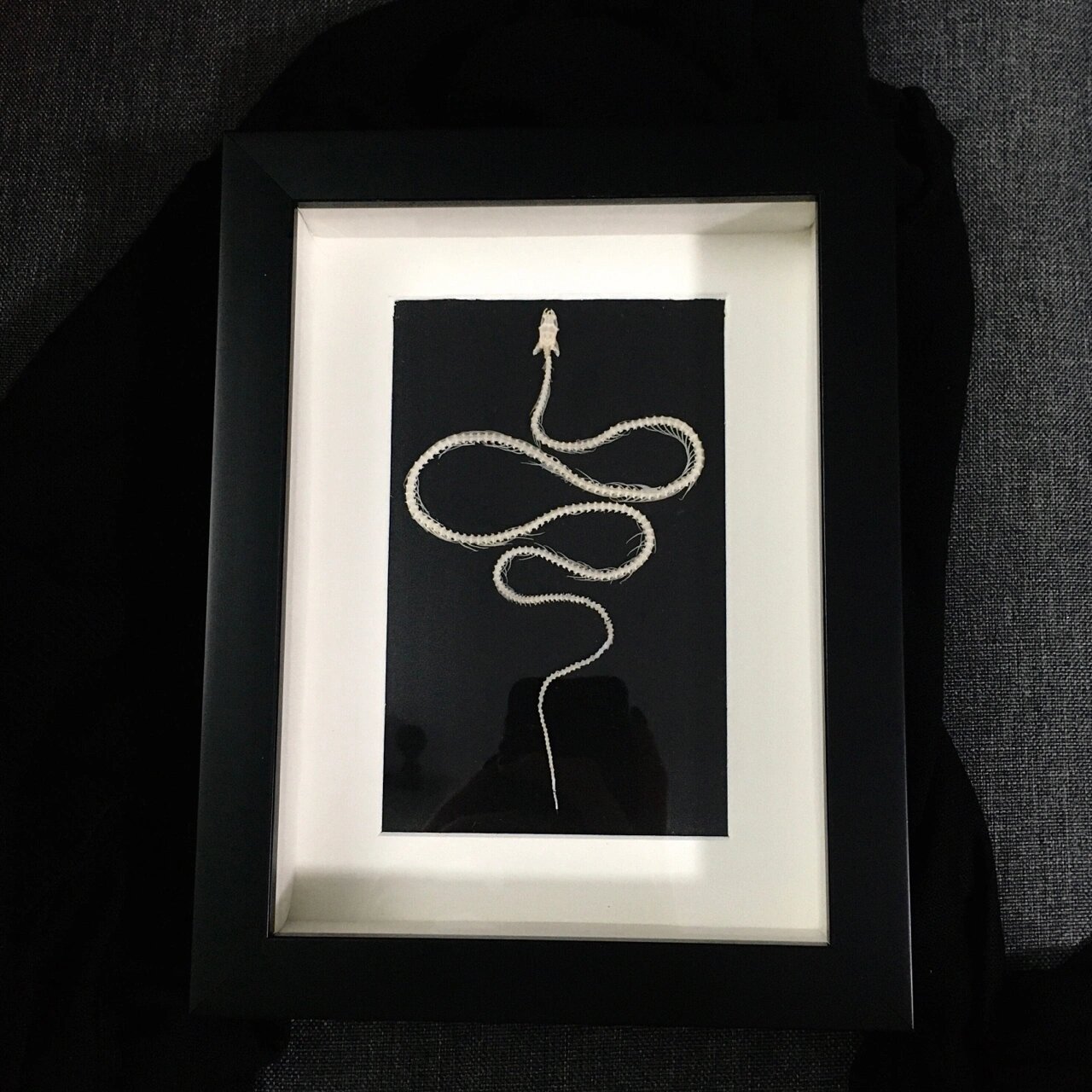 可爱的骨头——蛇骨标本 这三线蛇骨真是太难盘 还没有我巴掌大 稍微