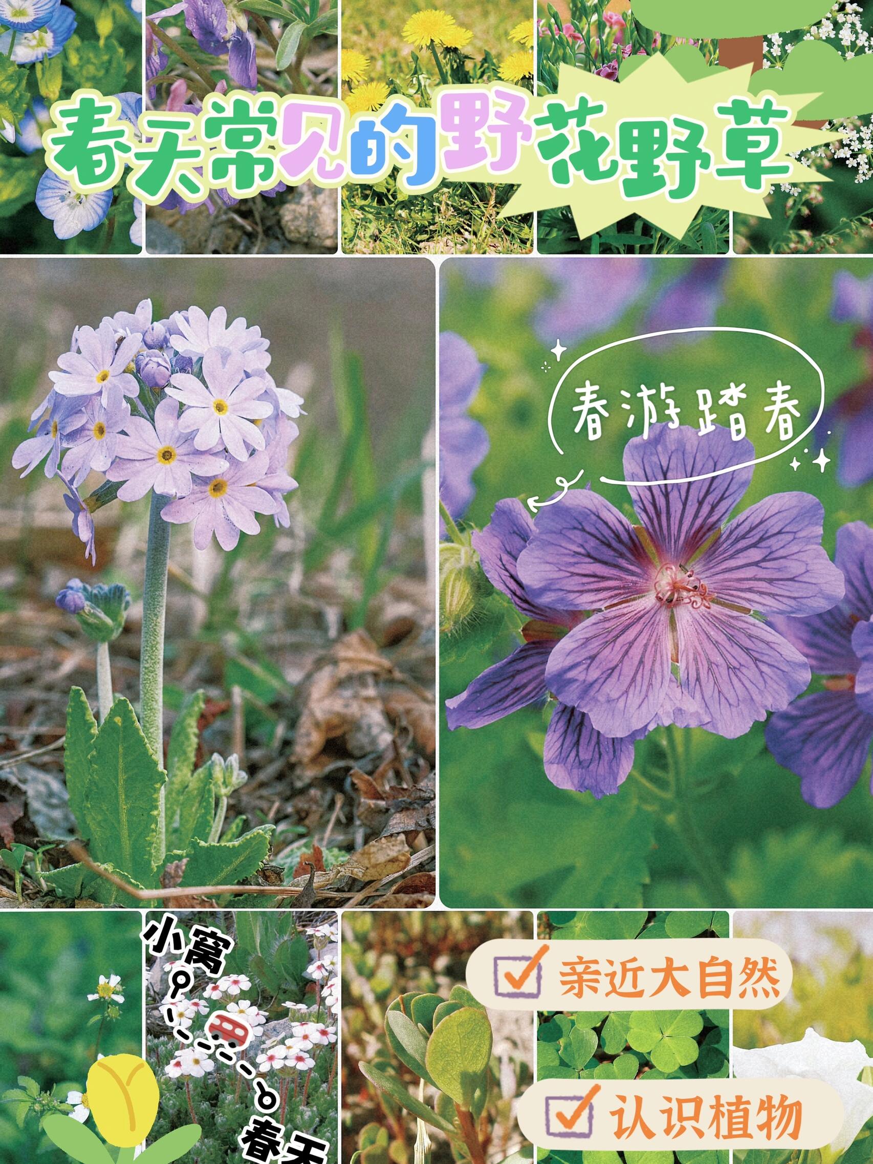 春天常见的几十种野草野花,外出游玩长知识