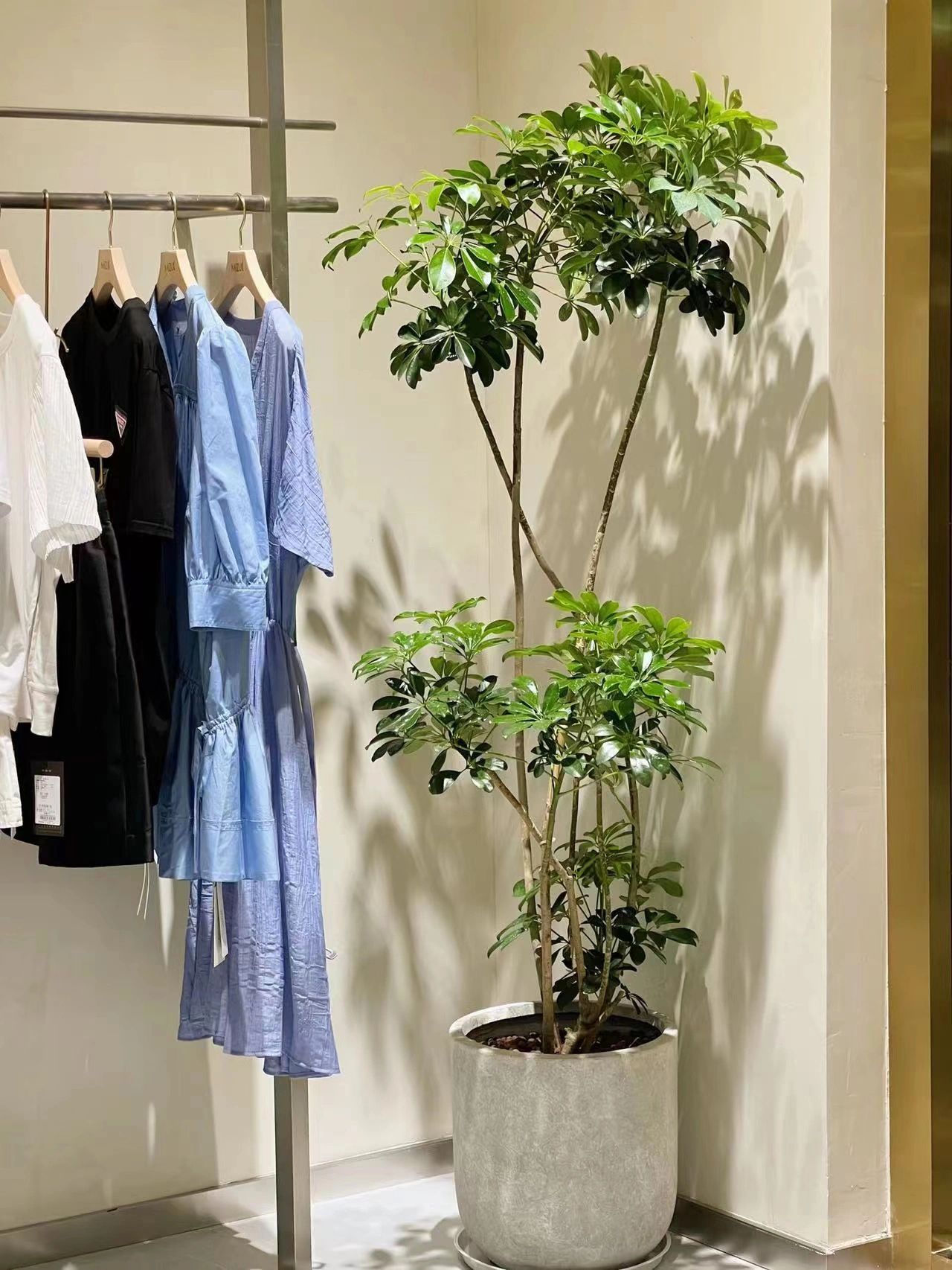 造型鸭脚木,又名鹅掌柴,八方来财