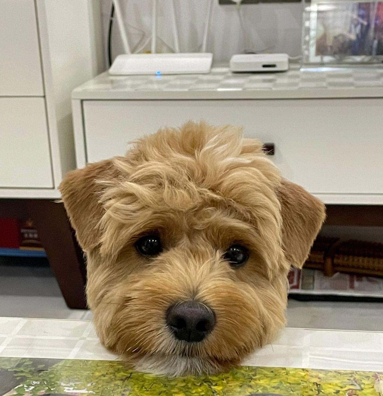 黄色雪纳瑞串串——简称黄雪串 给大家看看头像的来源 昨天在茶几那边