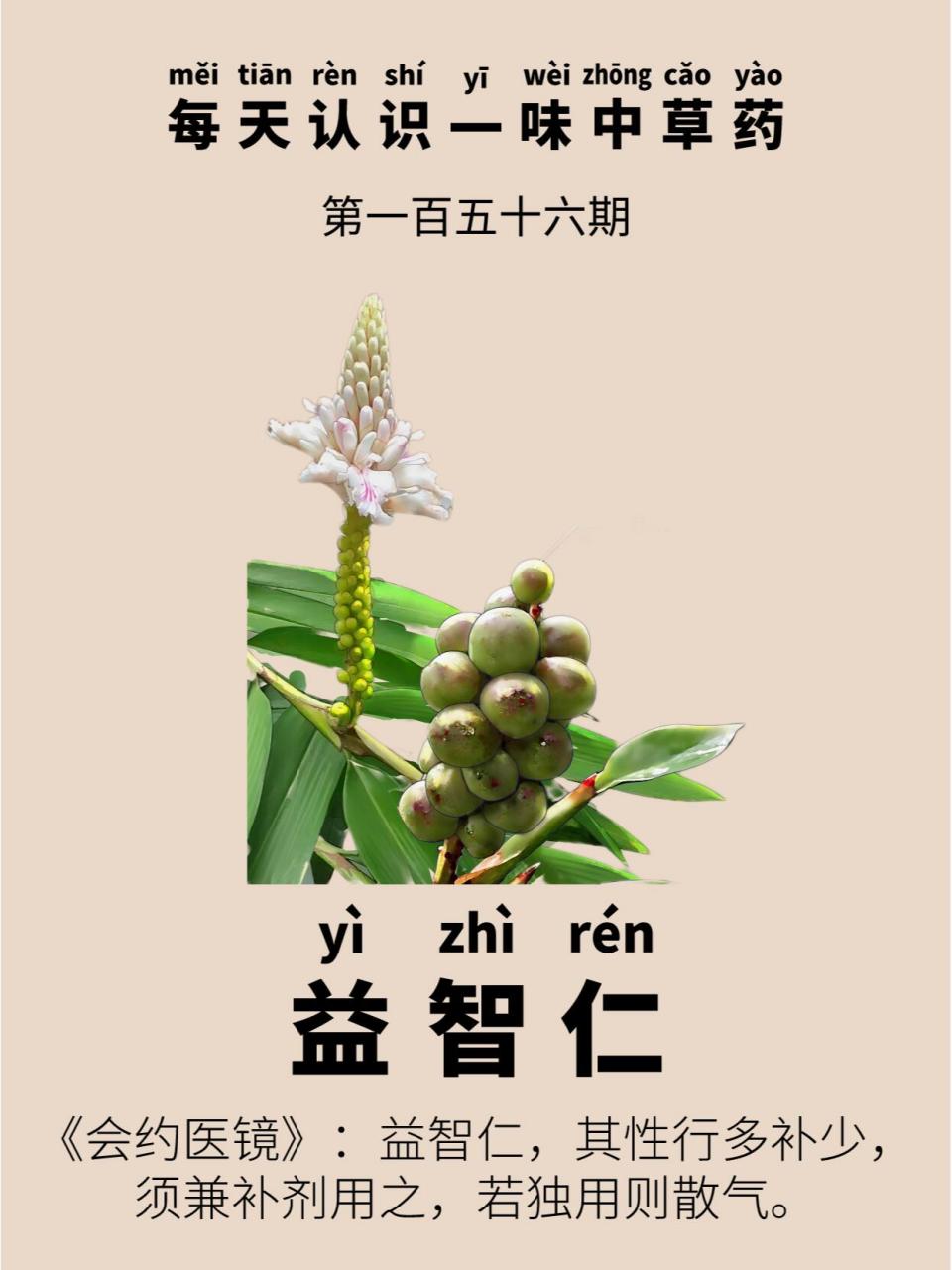 每天认识一味中草药|益智仁 🌿别名:益智子,摘艼