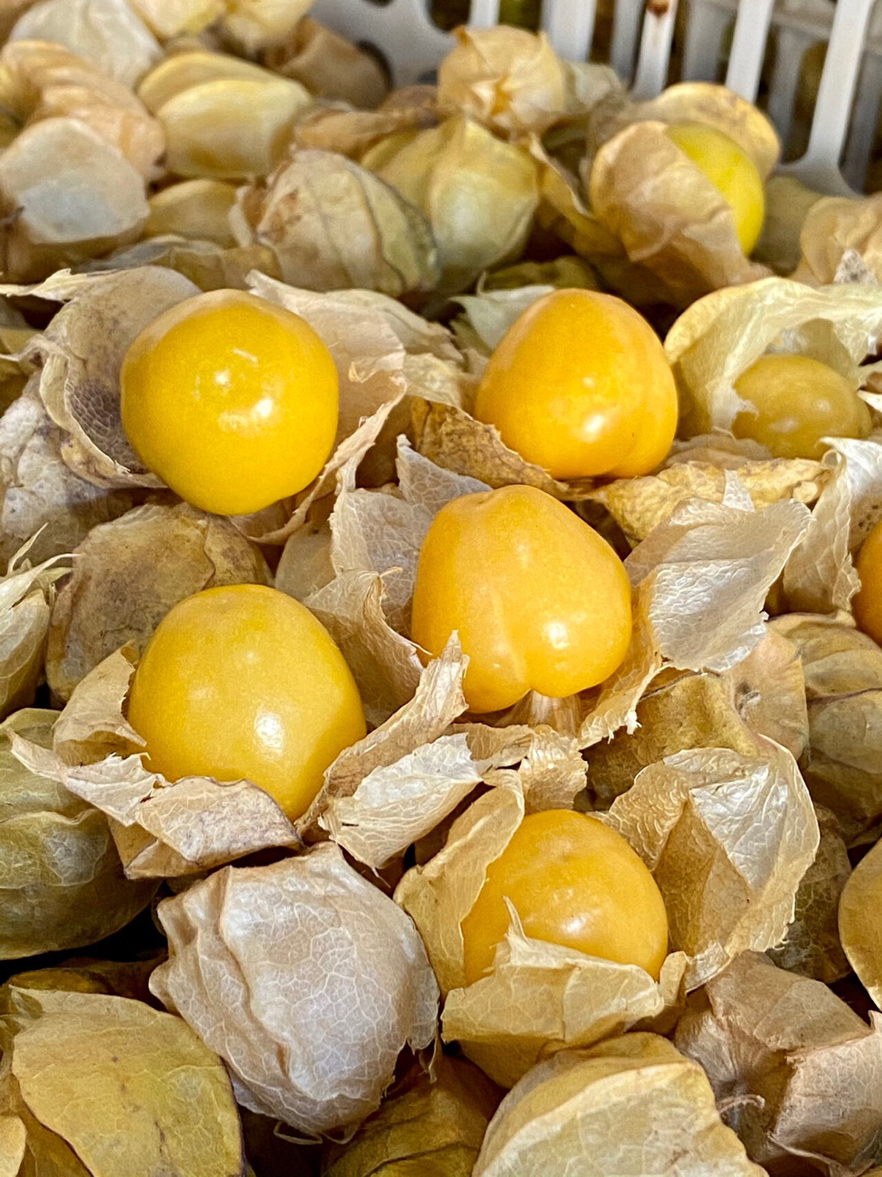 姑娘果 🔆 清甜解腻姑娘果 口感清甜带奶香,多汁清爽