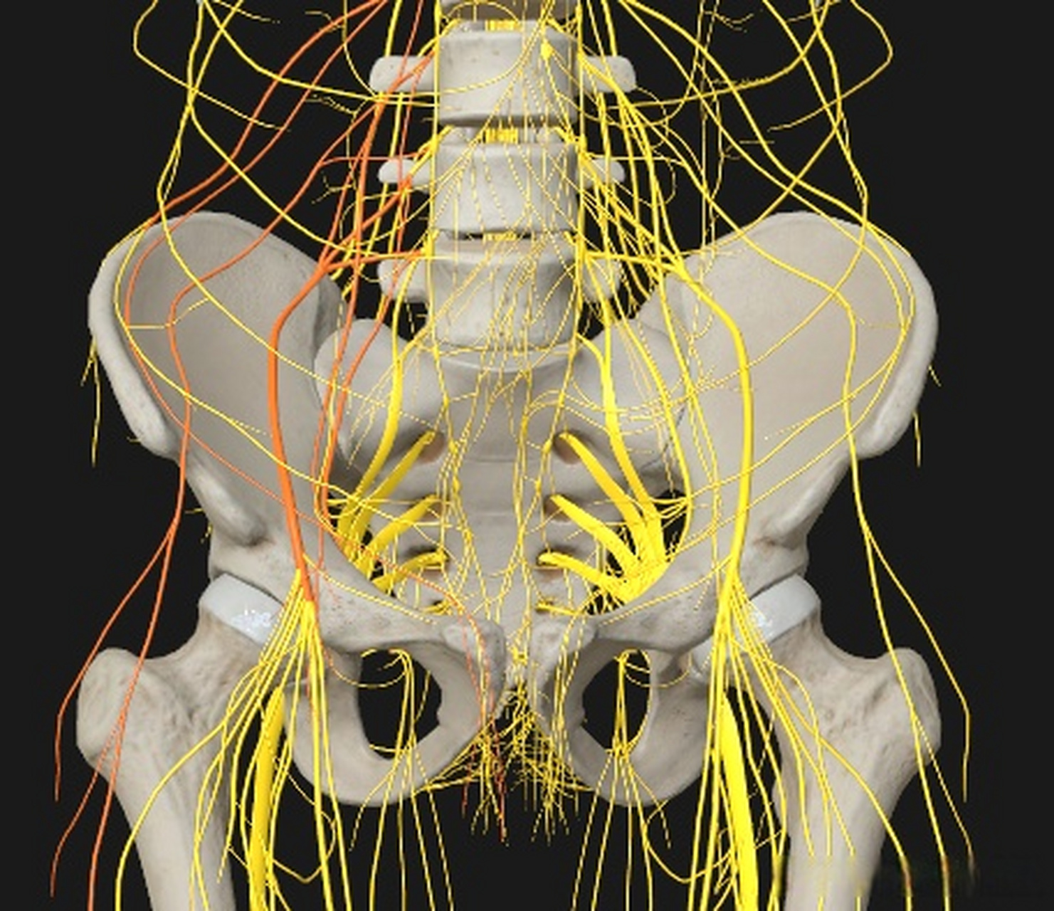 腰丛由第12胸神经前支的一部分,第1至第3腰神经前支和第4腰神经前支的