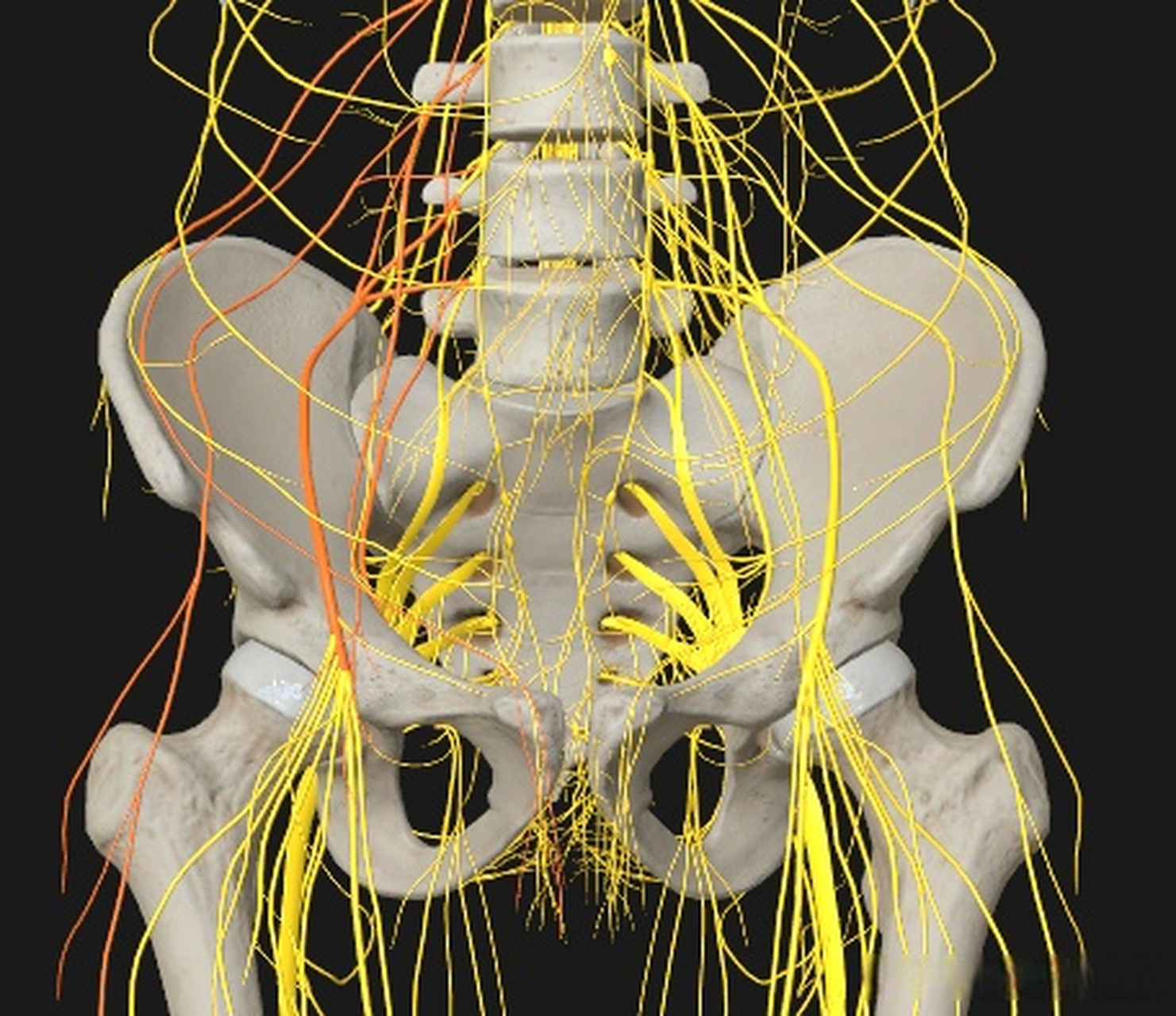 腰丛骶丛神经分布图图片