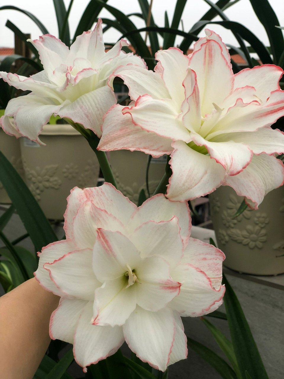 朱顶红,曦荷,非常仙,花如其名 作者非常喜欢的一个品种,虽然不是什么