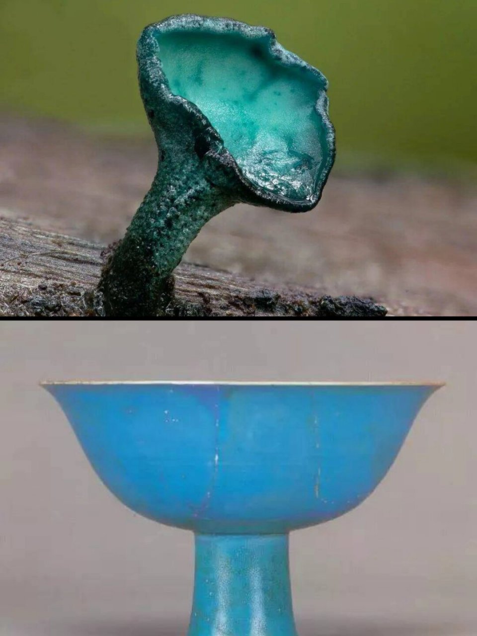 95中文名:小孢绿杯盘菌,又称小孢绿杯菌 拉丁学名:chlorociboria ae