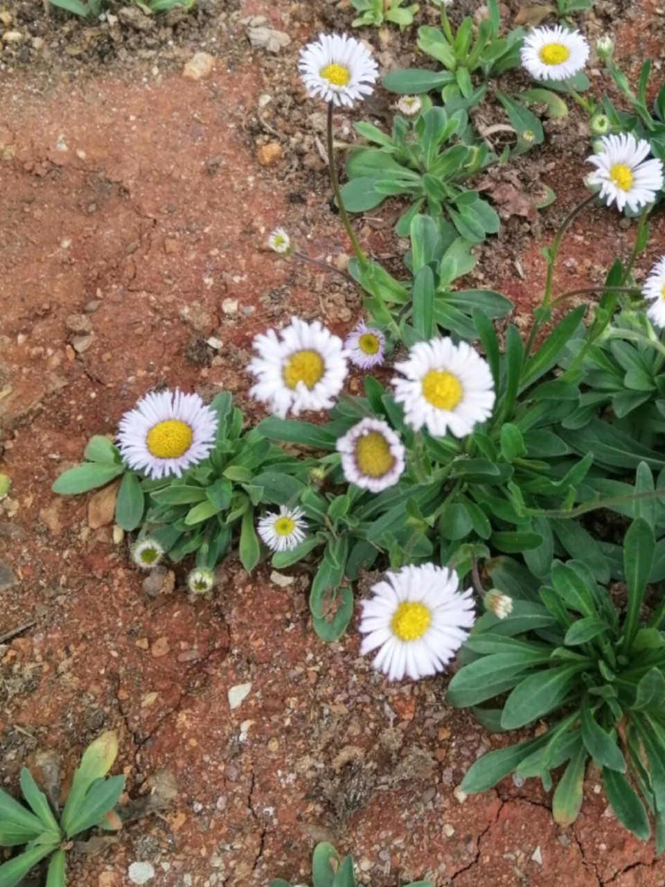 灯盏花内含灯盏花素等具有较高药用价值的天然化学成分,具有抗凝血