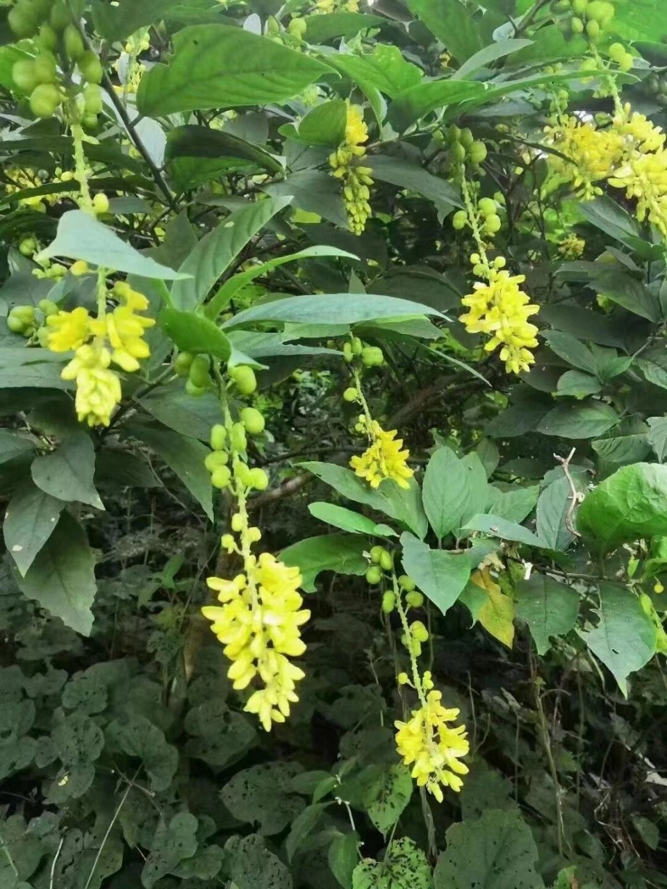 黄花倒水莲(观音串),产后身体虚弱最好 具有补虚健脾,散瘀通络之功效