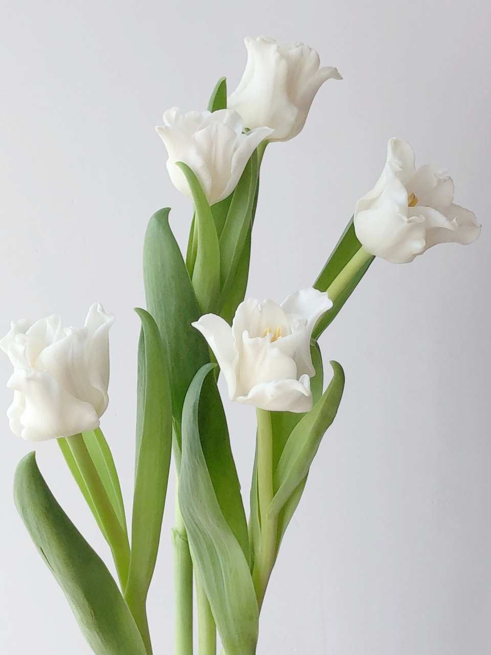 国产郁金香 美人鱼 这品质简直绝了 手艺人最爱白色 花材