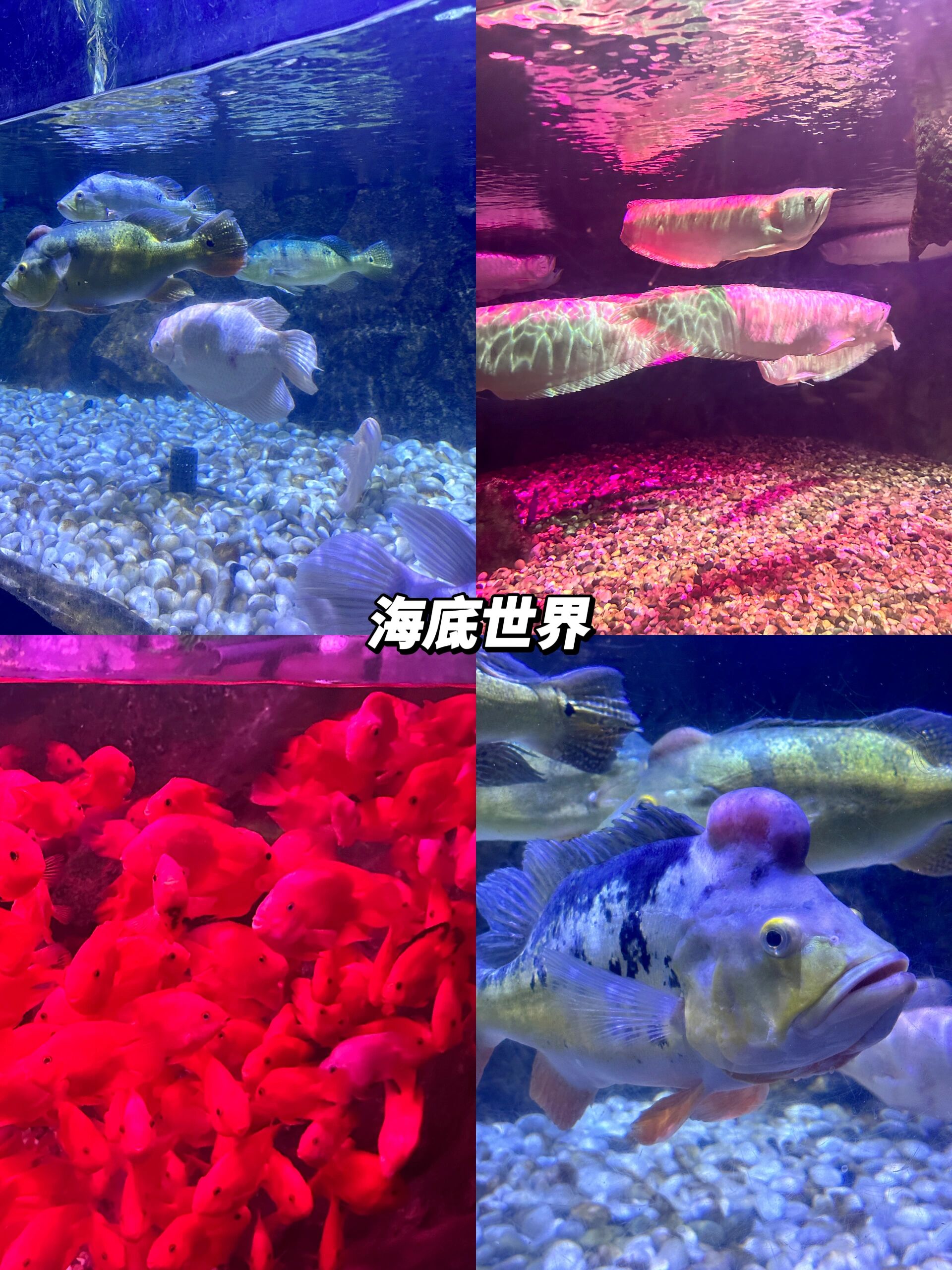 五一游玩推荐 | 福州左海公园海底世界95 南方的福州不仅有古色古香