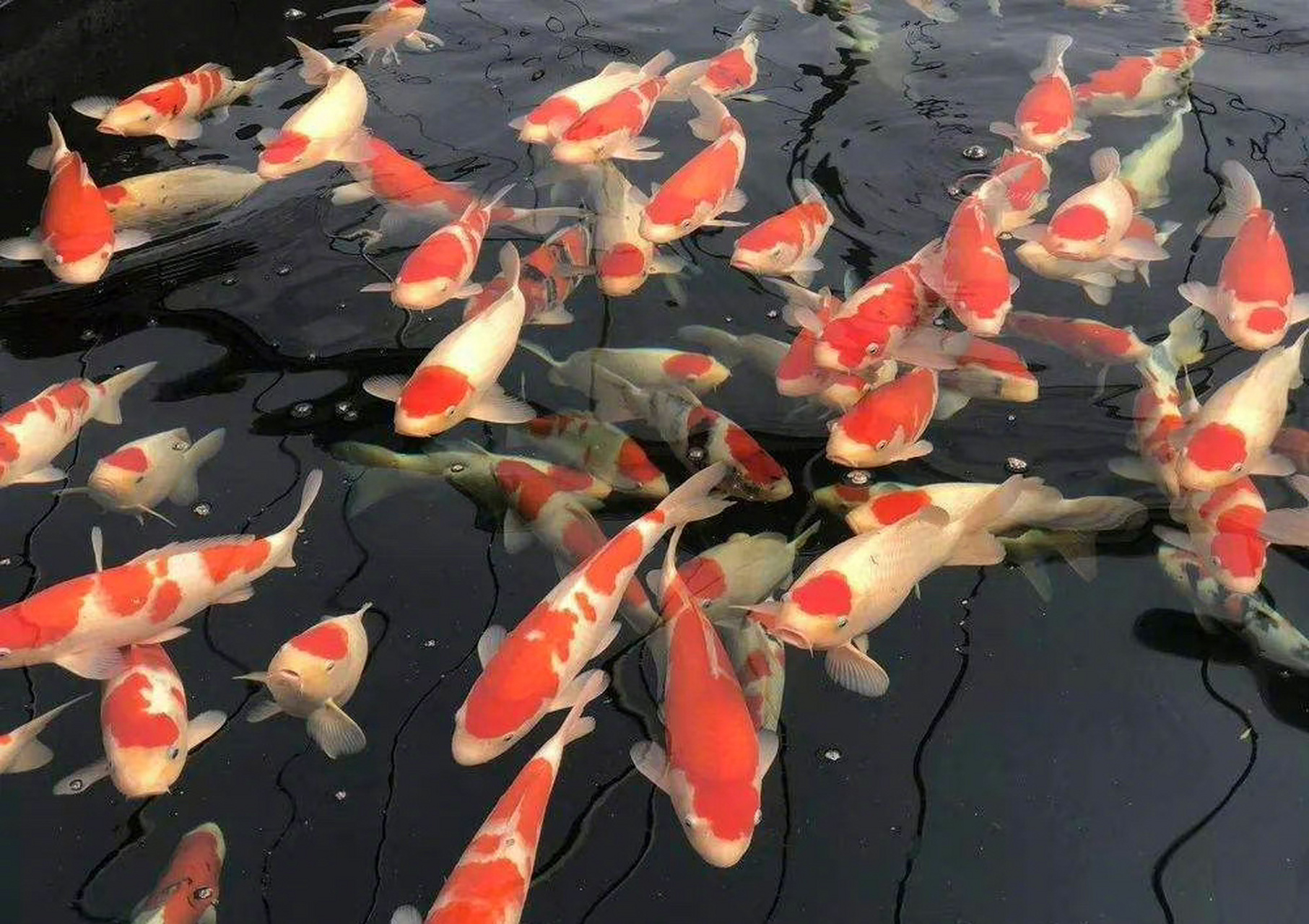 点赞这些风水吉祥鱼 ,化煞 招财 ,求福好运!