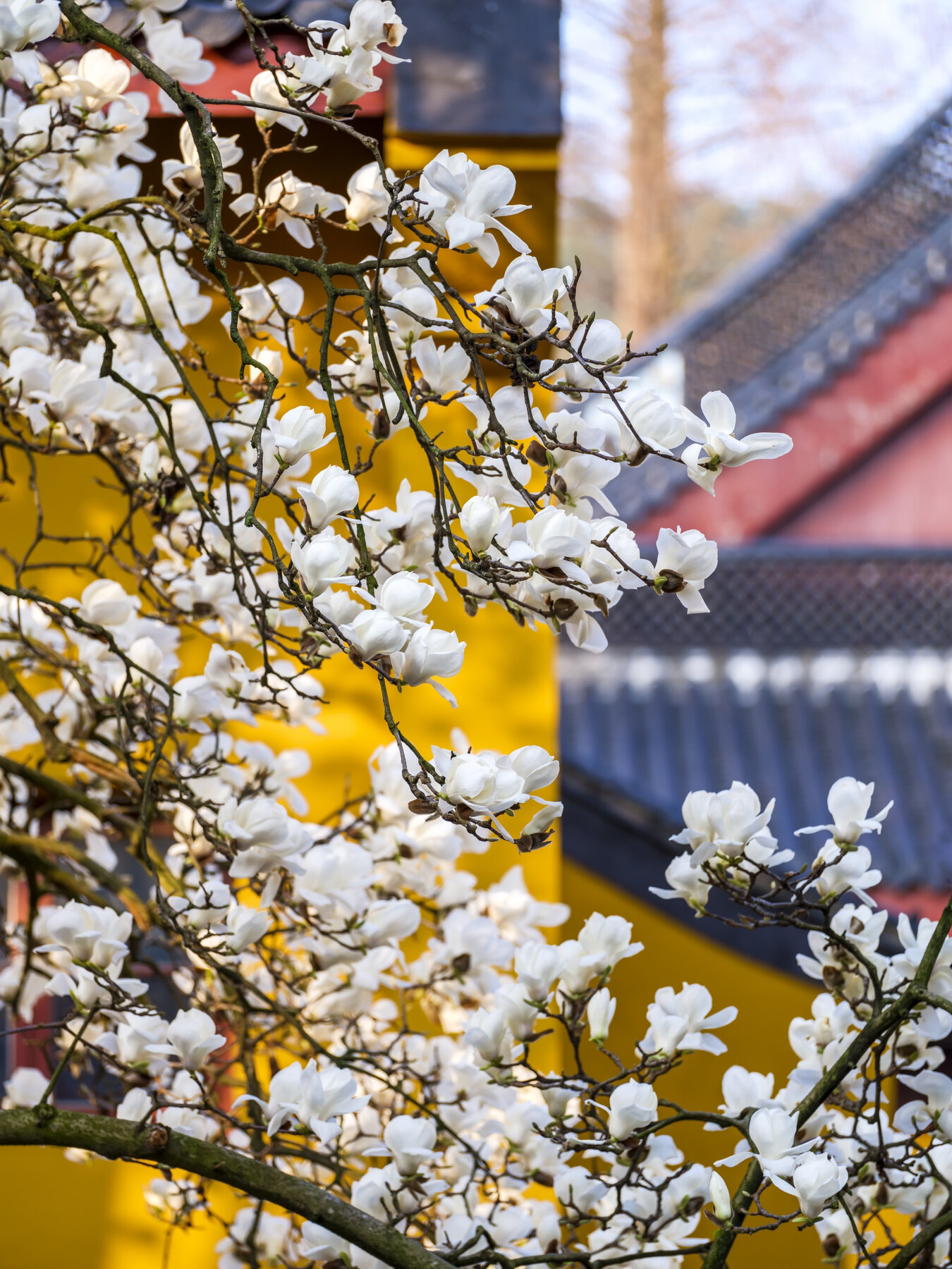 年的古玉兰花开,这是一株杭州最古老的玉兰树,就伫立在上天竺法喜寺内