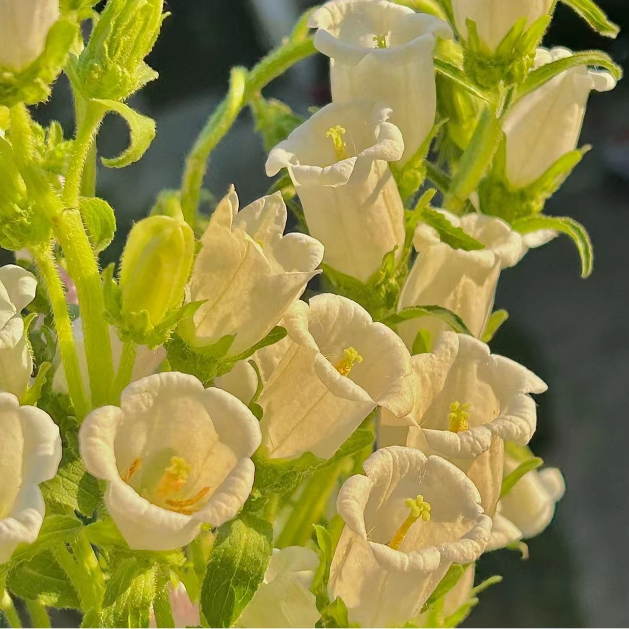 微信头像花 94微信头像花,卡哇伊又可爱,像邻家小妹一样甜美迷人!