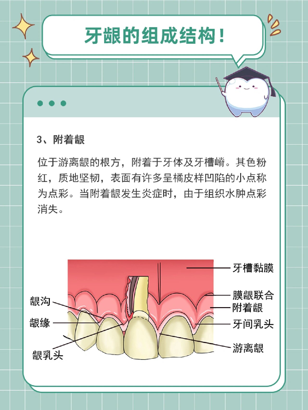 膜龈联合的位置图片