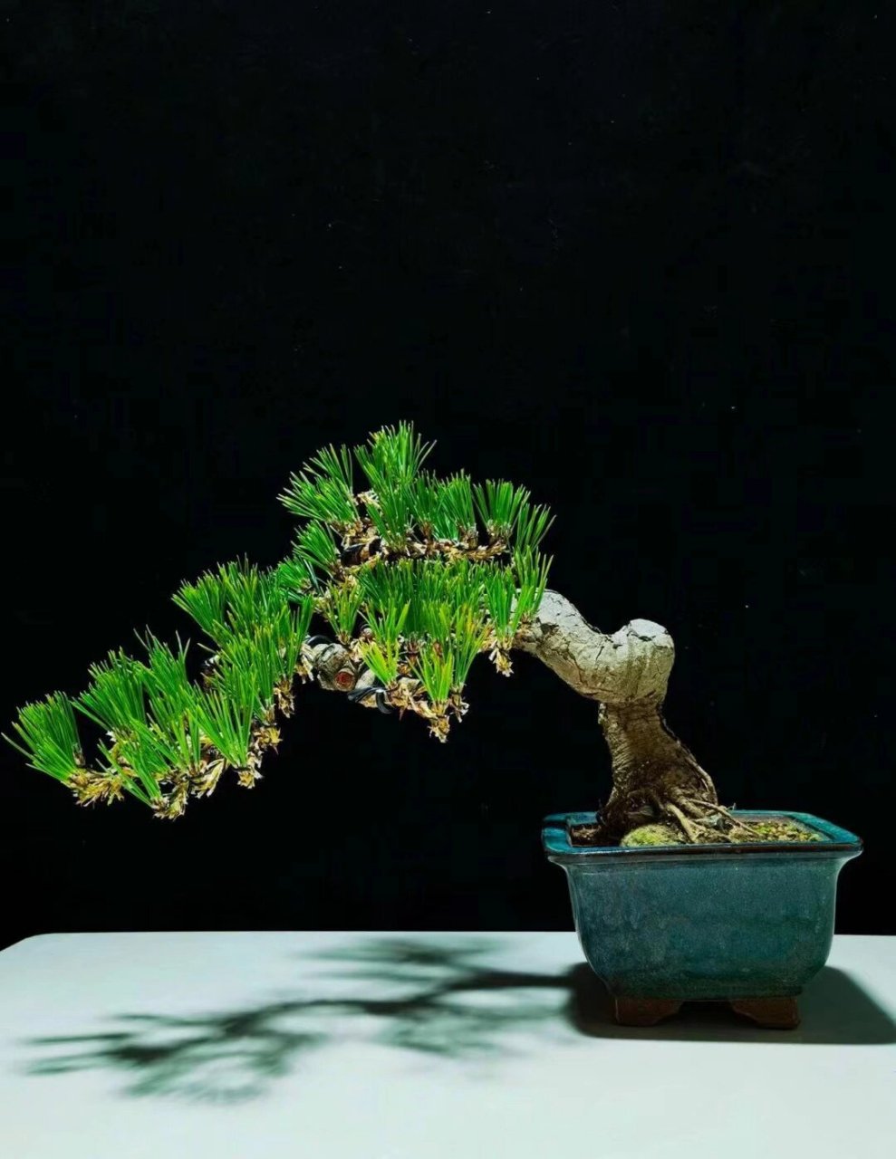 精品临水造型黑松 精品临水造型黑松