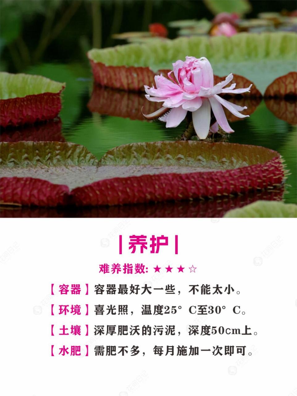 简介 9196 王莲是一种多年生或一年生的大型浮叶草本植物,属于