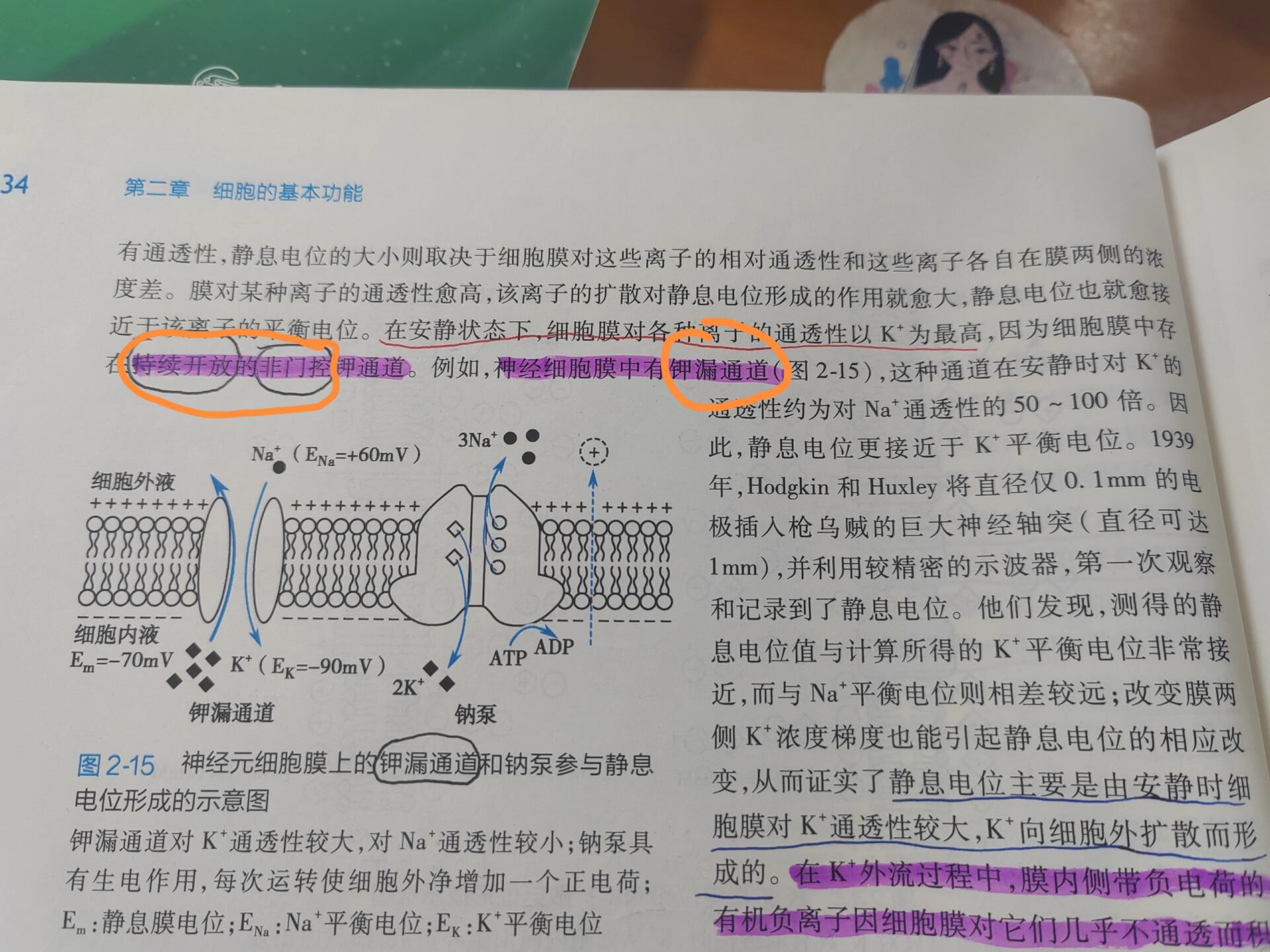 水稻老根横切通道细胞图片