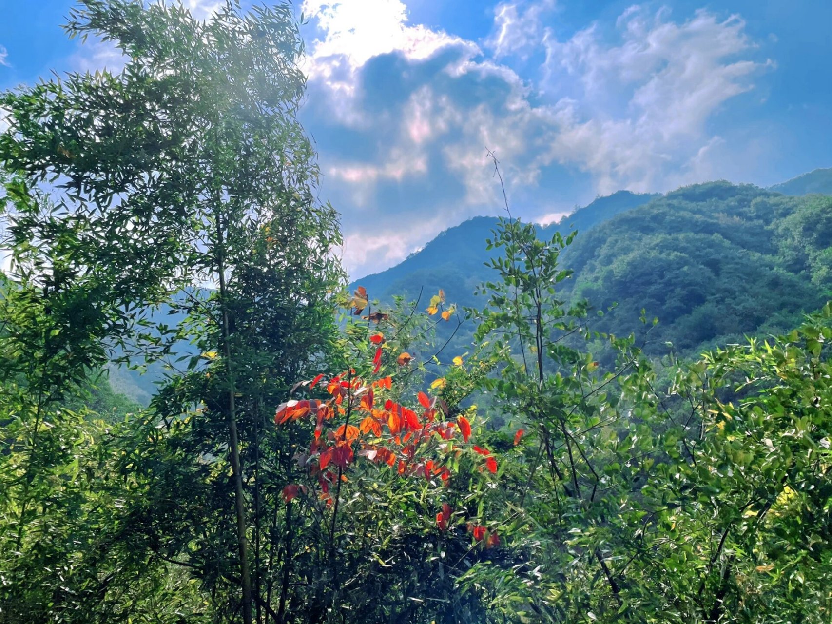 陶宴岭古道图片