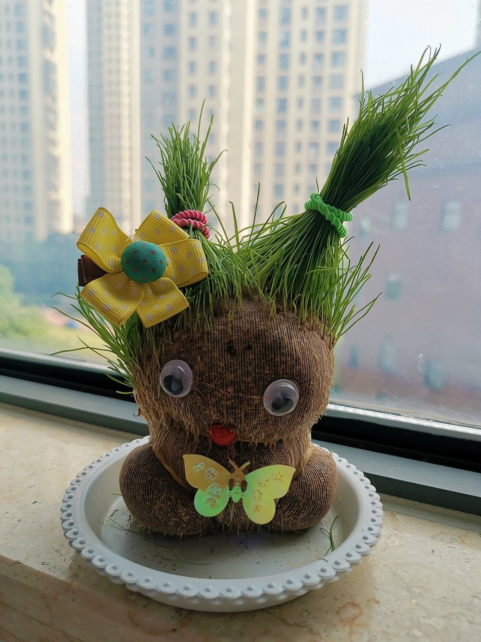 长草娃娃成长记易养盆栽8090必备款经典 搞了个发型美多了,小时候必养