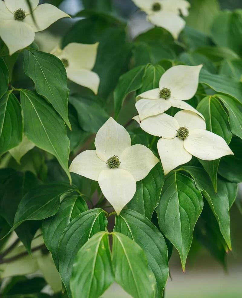 四照花唯美图片