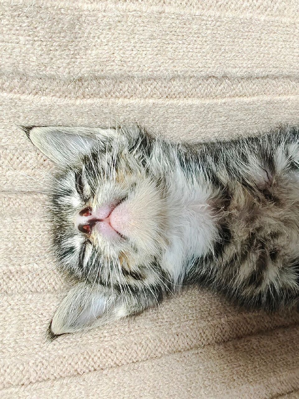 小猫咪一个半月大,是半个月前第一救助人在小区找到的.