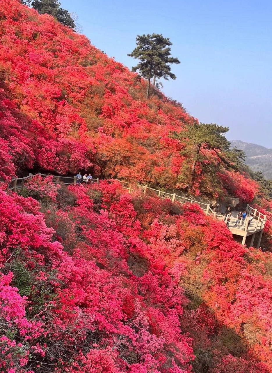 目的地图文攻略 满山遍野映山红 武汉 杜鹃花 治愈系风景 木兰云雾山