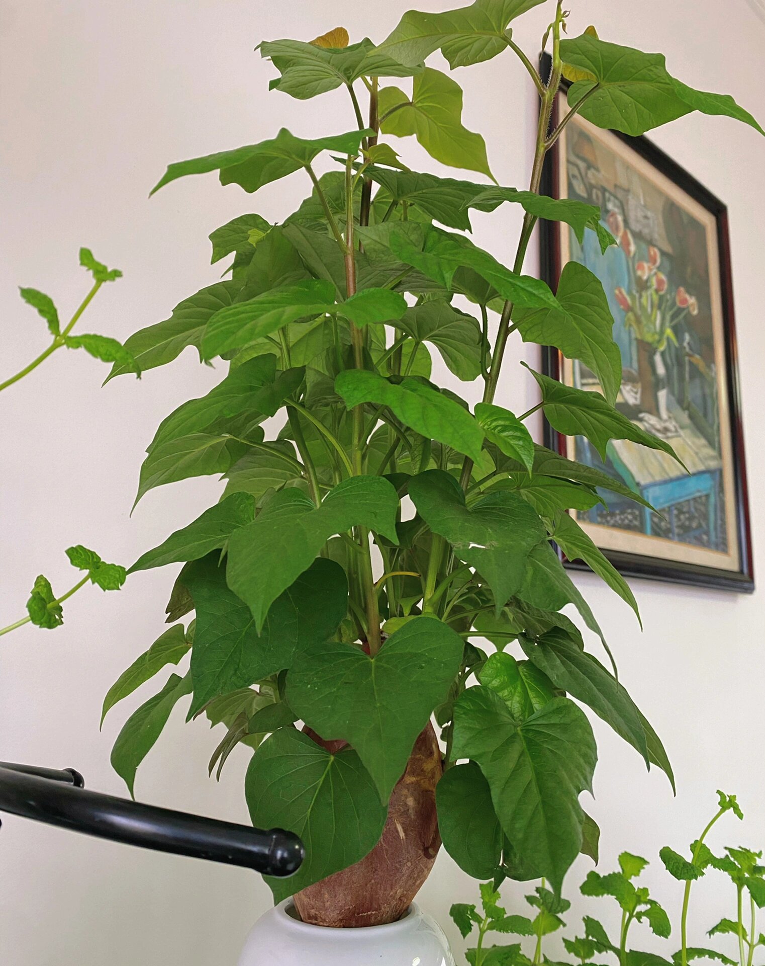 ❤️用相机拍下水培小红薯成长的过程❤️ 水培的小红薯成长