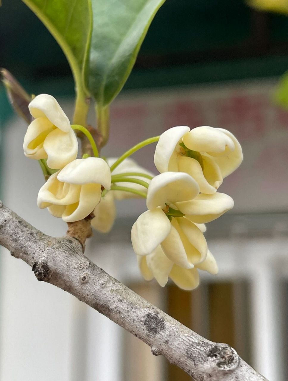 天香台阁 最大的桂花,花径10～25cm,最大的达30cm,花中有花