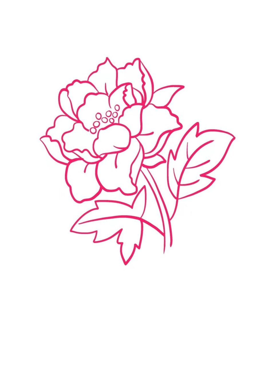 牡丹花简笔画 牡丹花,被誉为"花中之王",以其富丽堂皇的花朵和芬芳的