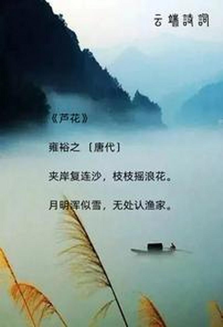 9首芦花诗词,月明浑似雪,无处认渔家.