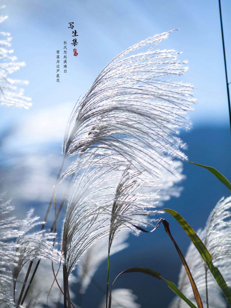 芦荻 芦花图片