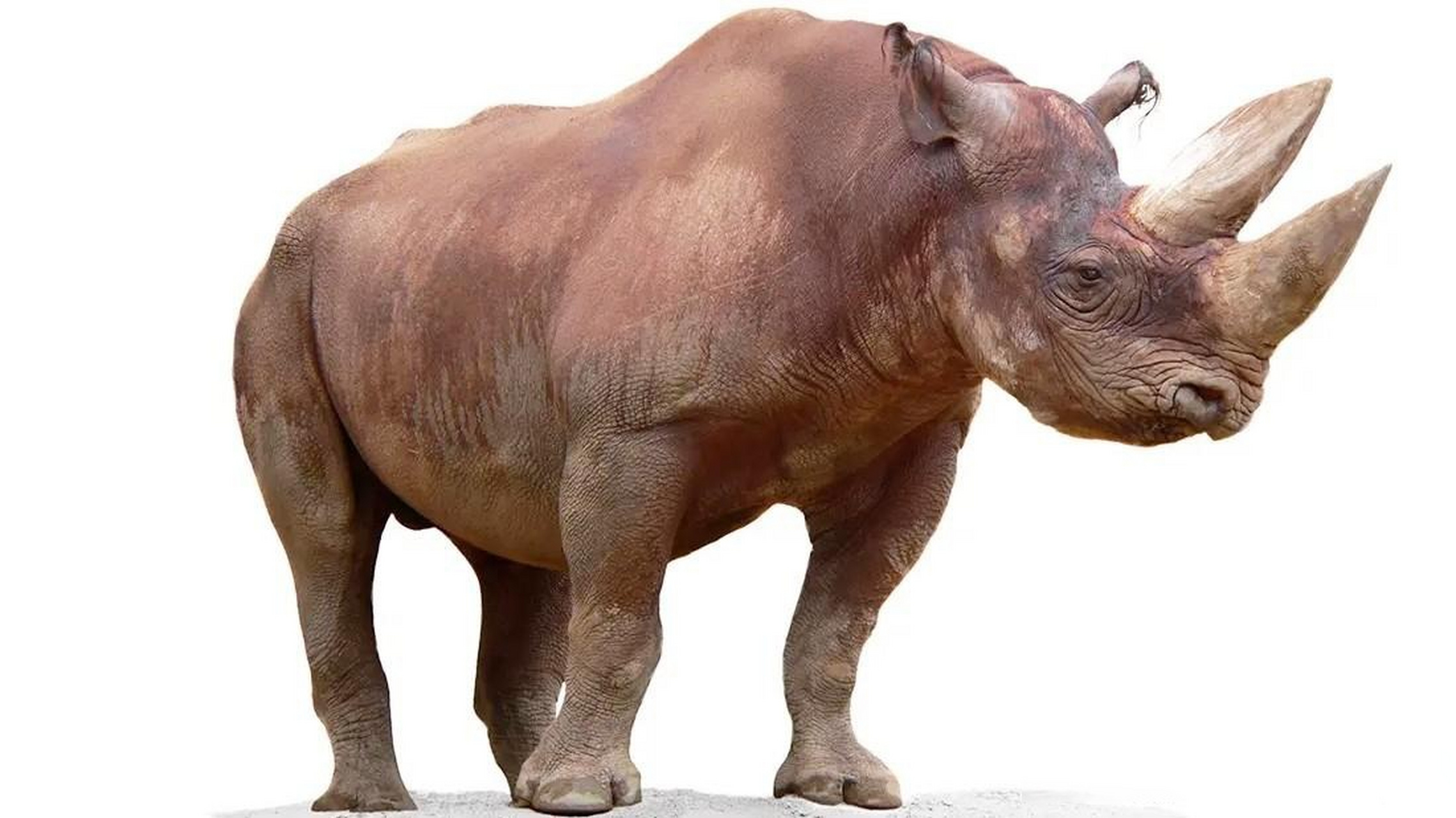 猛犸象的灭绝,是在距今3700年前,这些猛犸象在身材上,已经和今天的