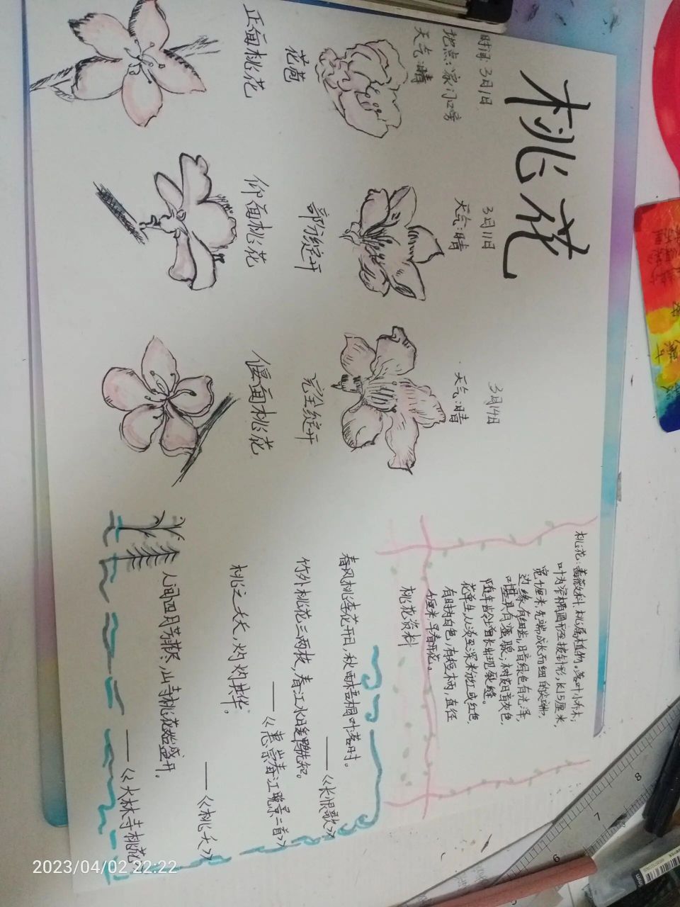 桃花自然笔记～ 绝望周日,终于肝完. (素材来自网络)