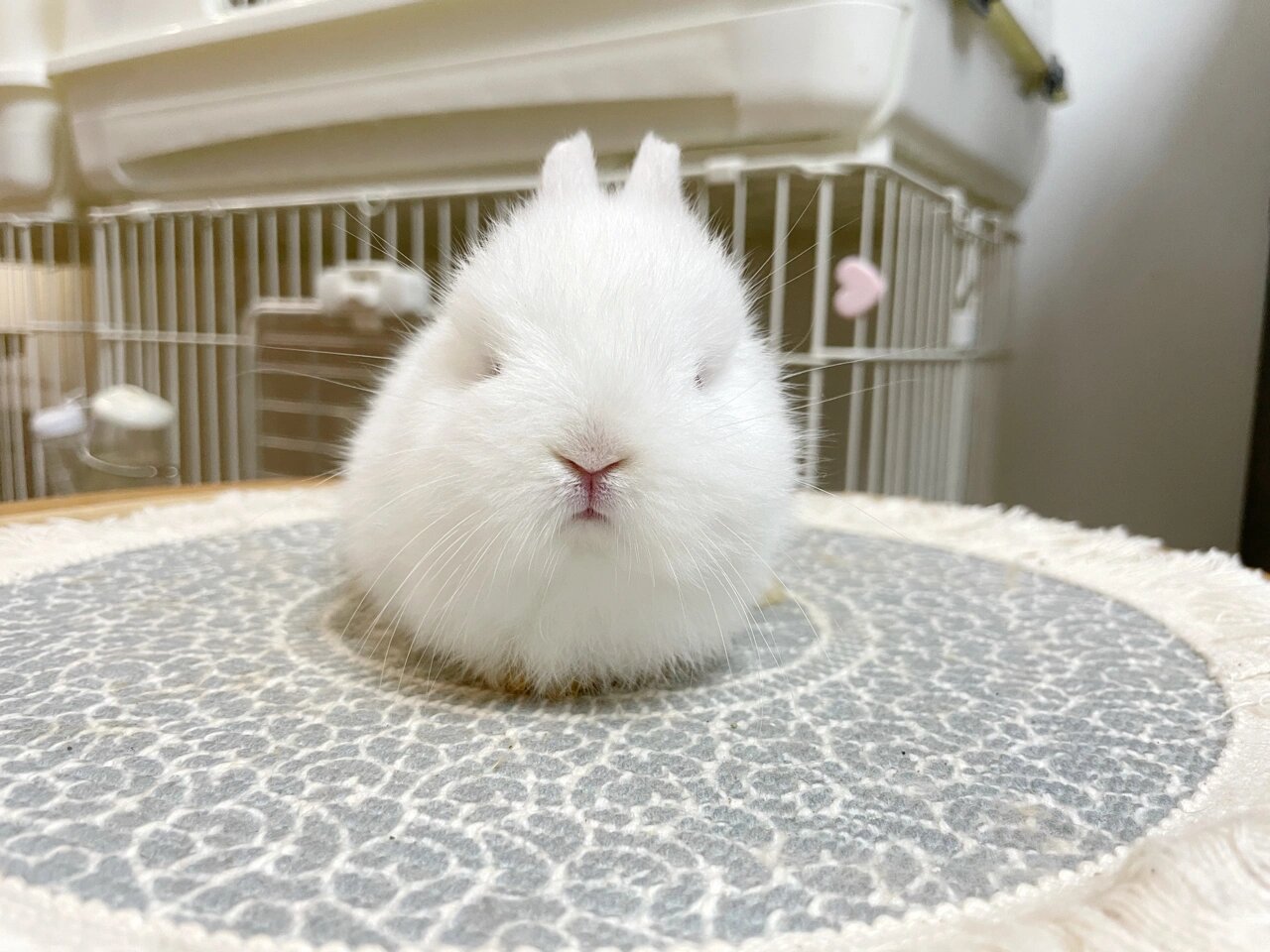 侏儒兔|纯白色 红眼睛 进口血统 红眼睛也可以很可爱