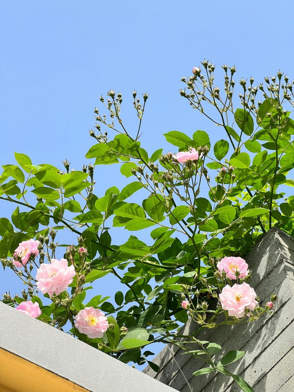 南京颐和路的蔷薇 南京颐和路的蔷薇花目前只开了一簇,但是可以拍起来