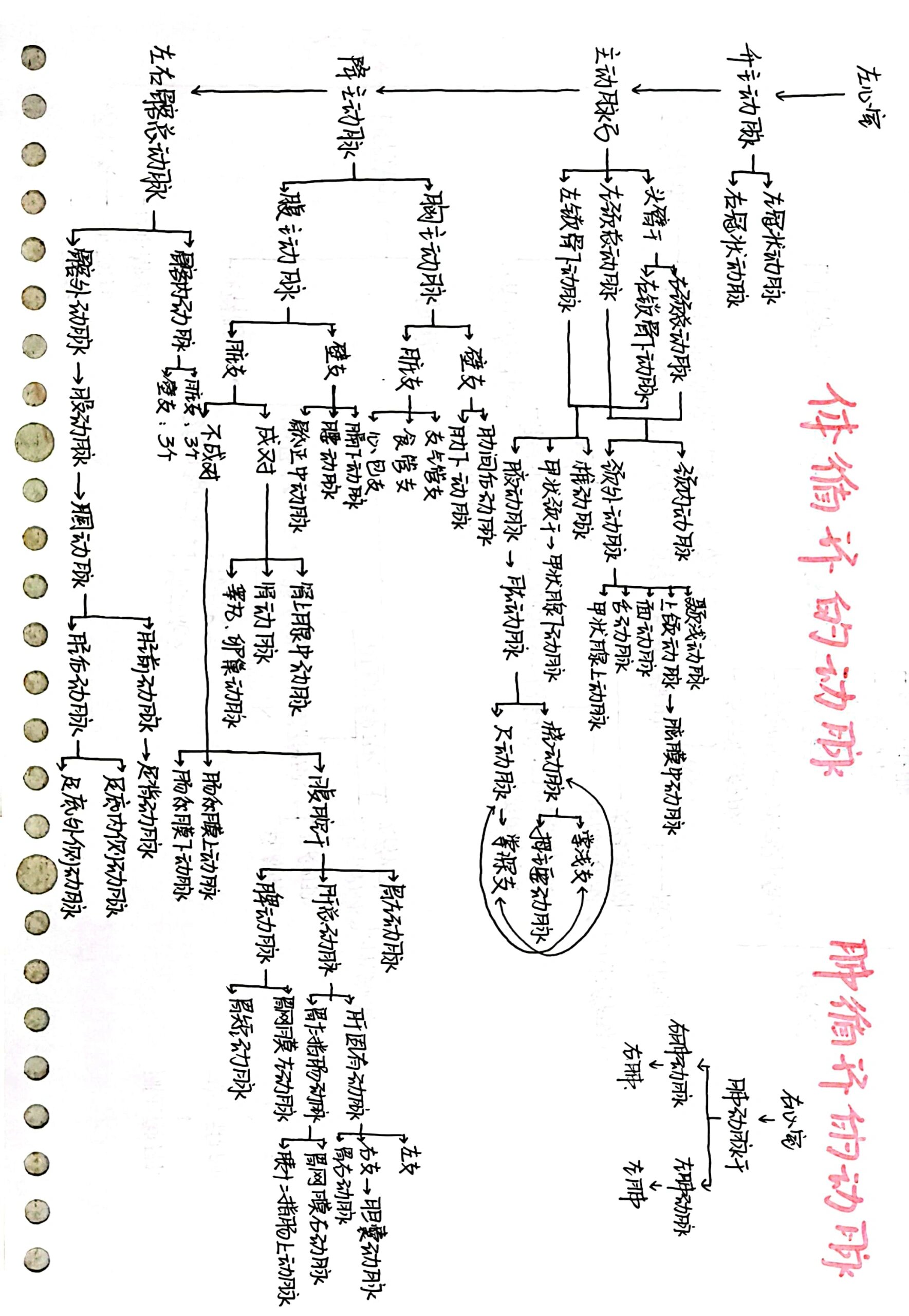 三种血管及关系示意图图片