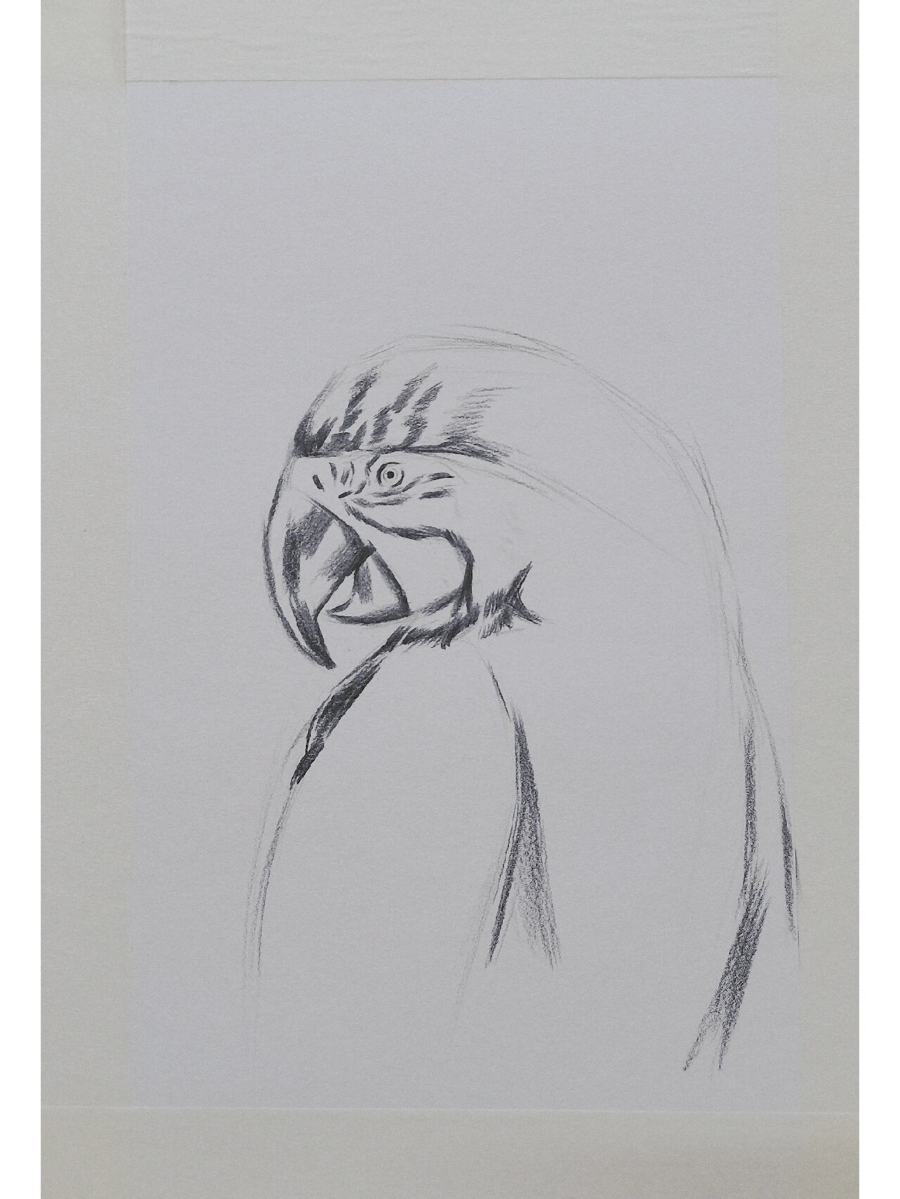 金刚鹦鹉—素描绘画步骤