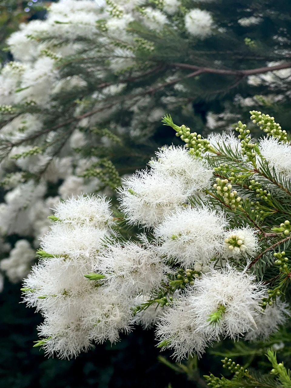 白千层花语图片