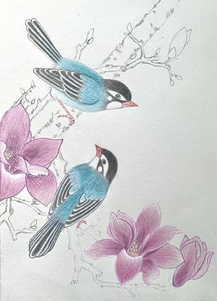 彩铅画花鸟 初一鸟语花香,紫气东来.