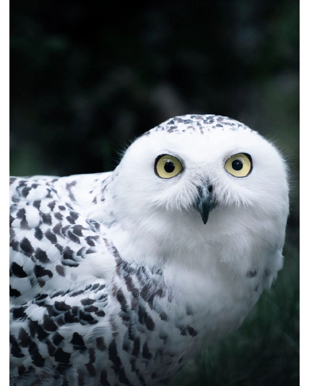 每天认识一种有趣动物|雪鸮 雪鸮 (拉丁学名bubo scandiacus) 🐦别