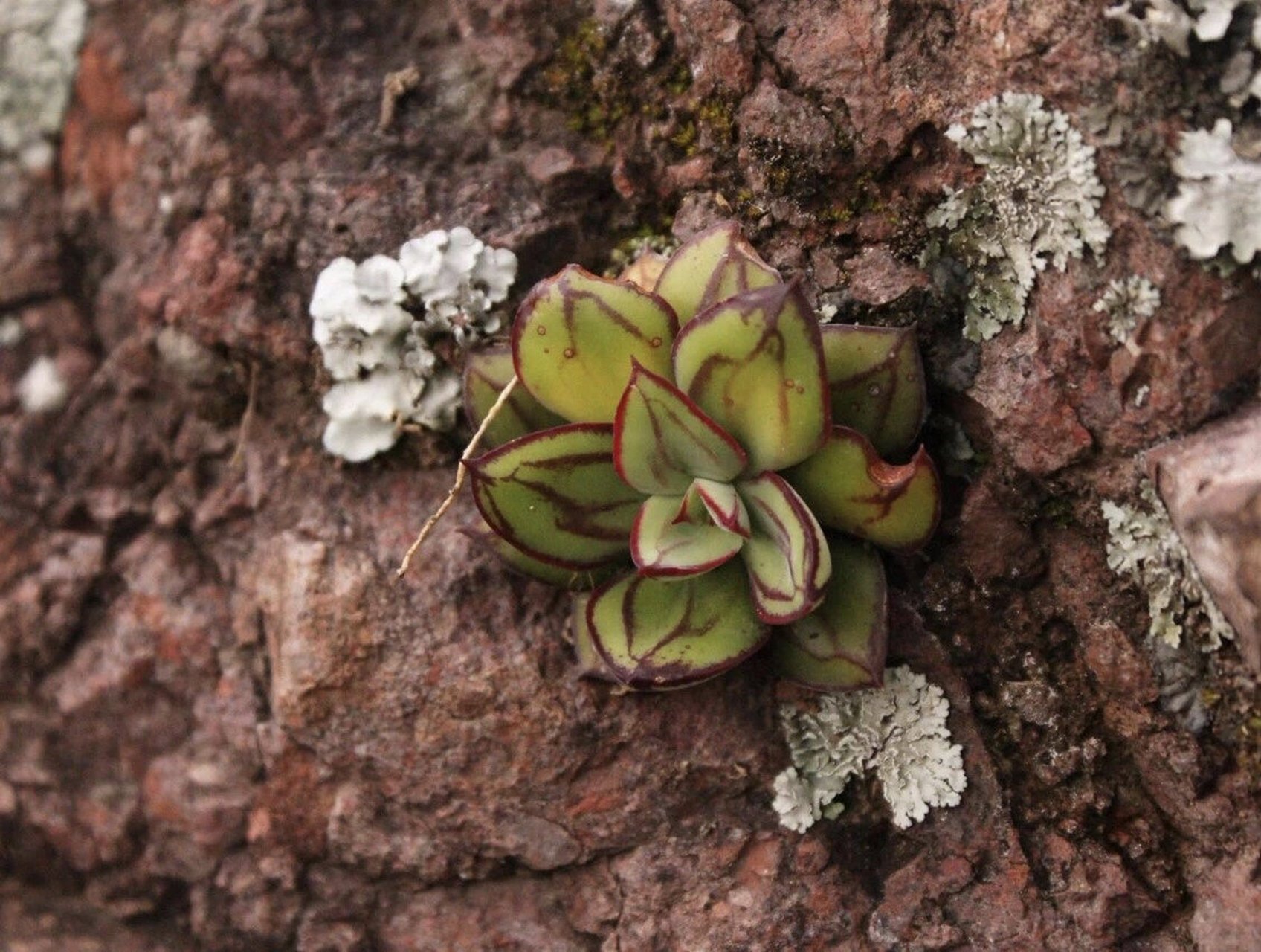 多肉植物原产地01 感受大自然赋予这些生灵的美好!