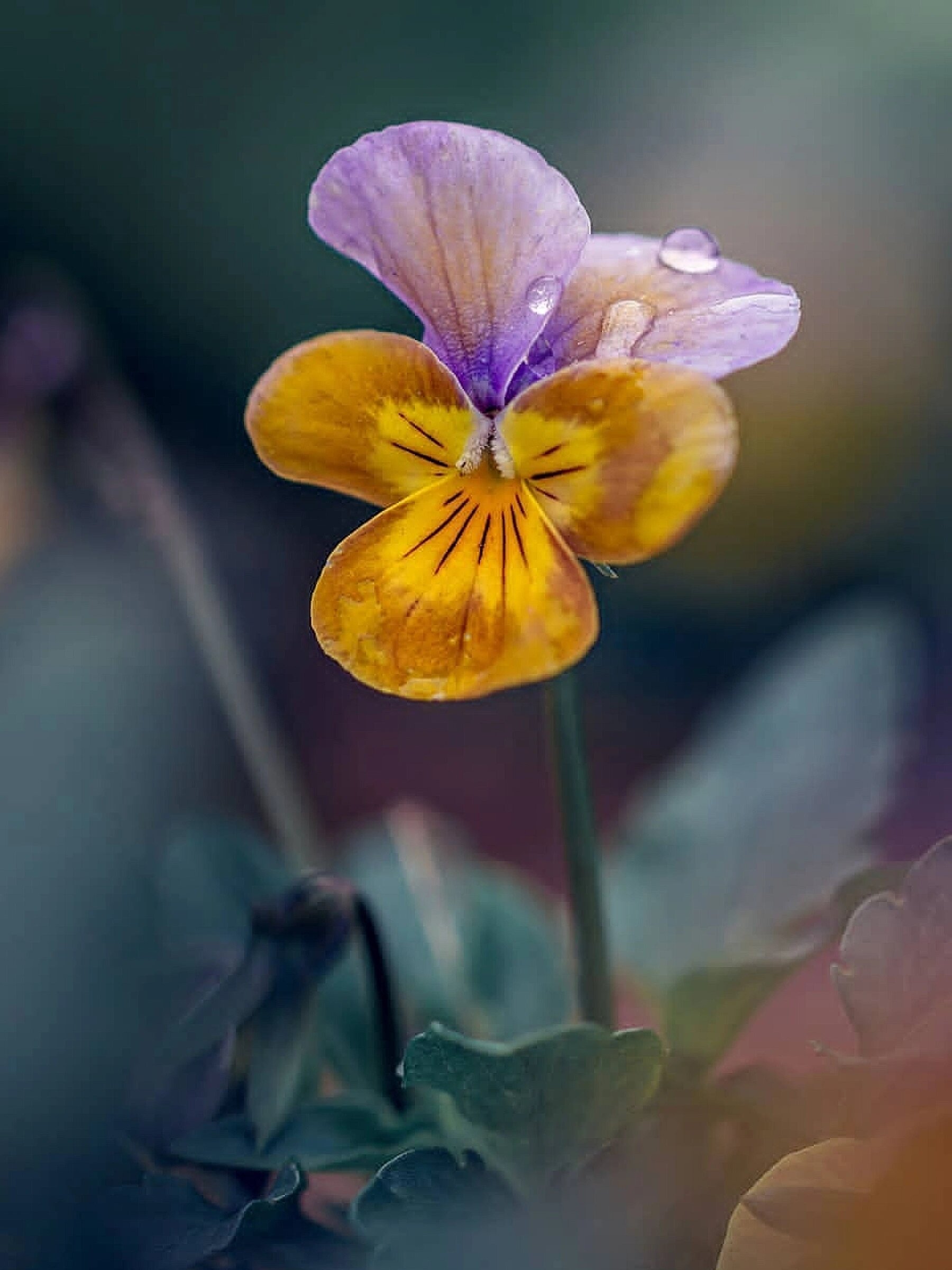 切花篇—三色堇 别称:蝴蝶花 人面花 多年生草本 常做一年生栽培