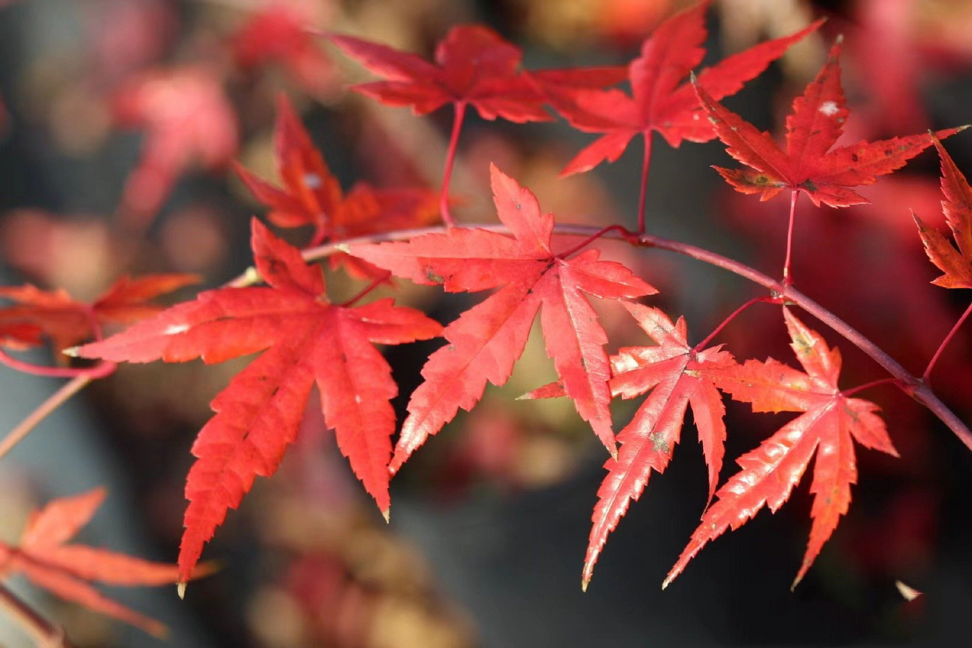 每天认识一种枫树-红舞姬 红舞姬 acer palmatum beni-maiko,非常