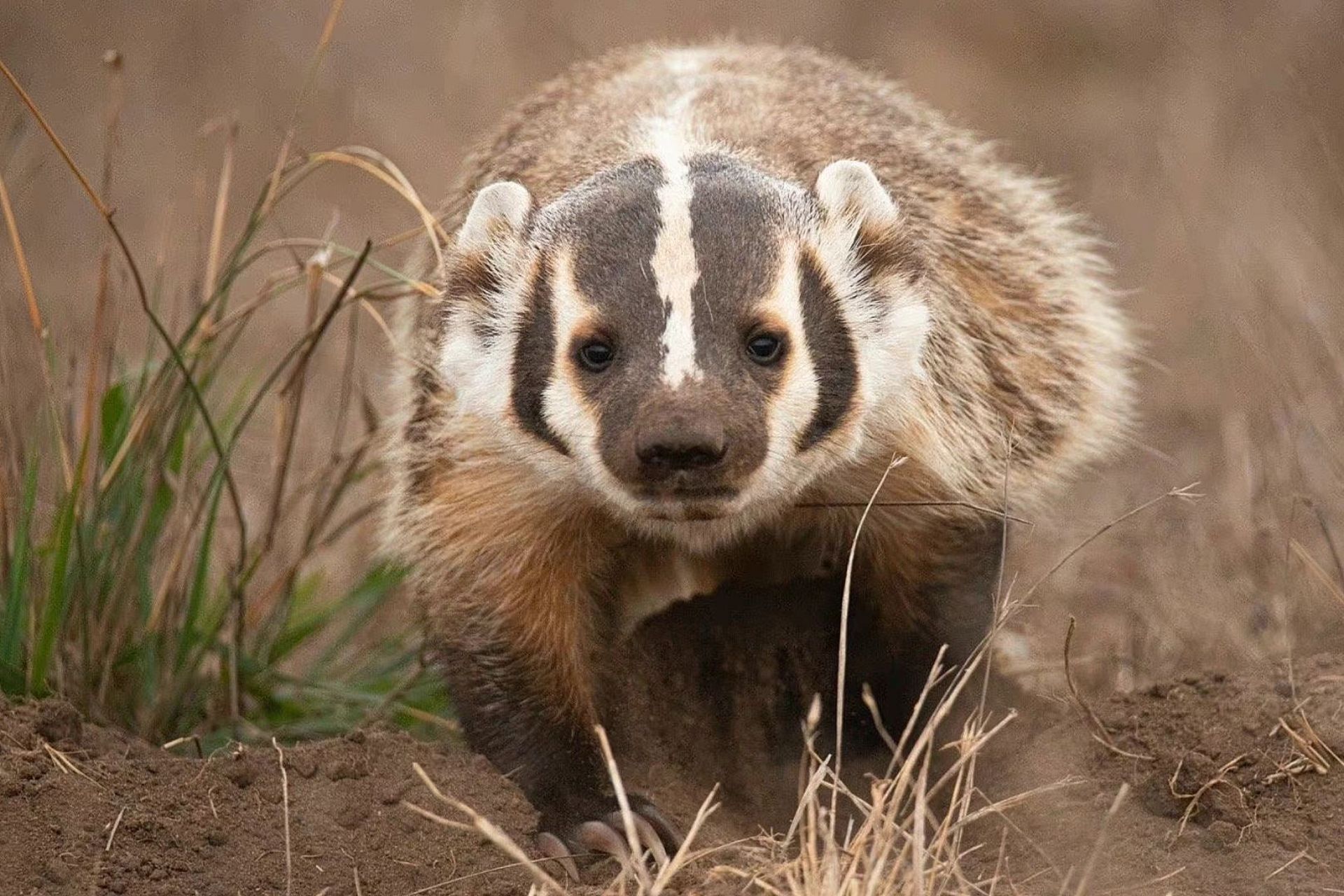 美洲獾靓照又来啦 2020年由于疫情改成在家工作 突然之间就多了很多去