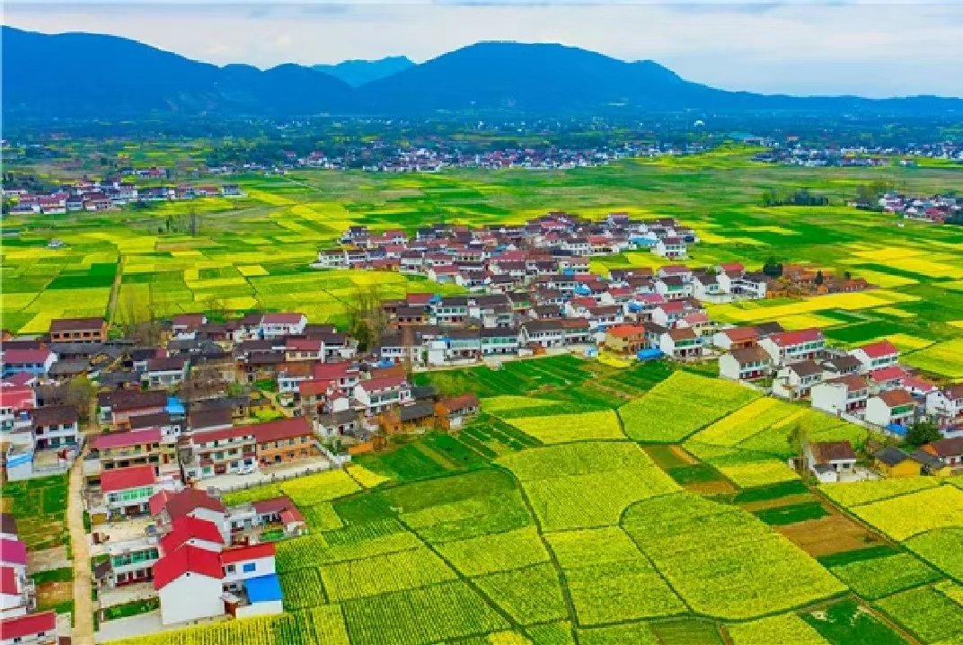汉中油菜花天梯