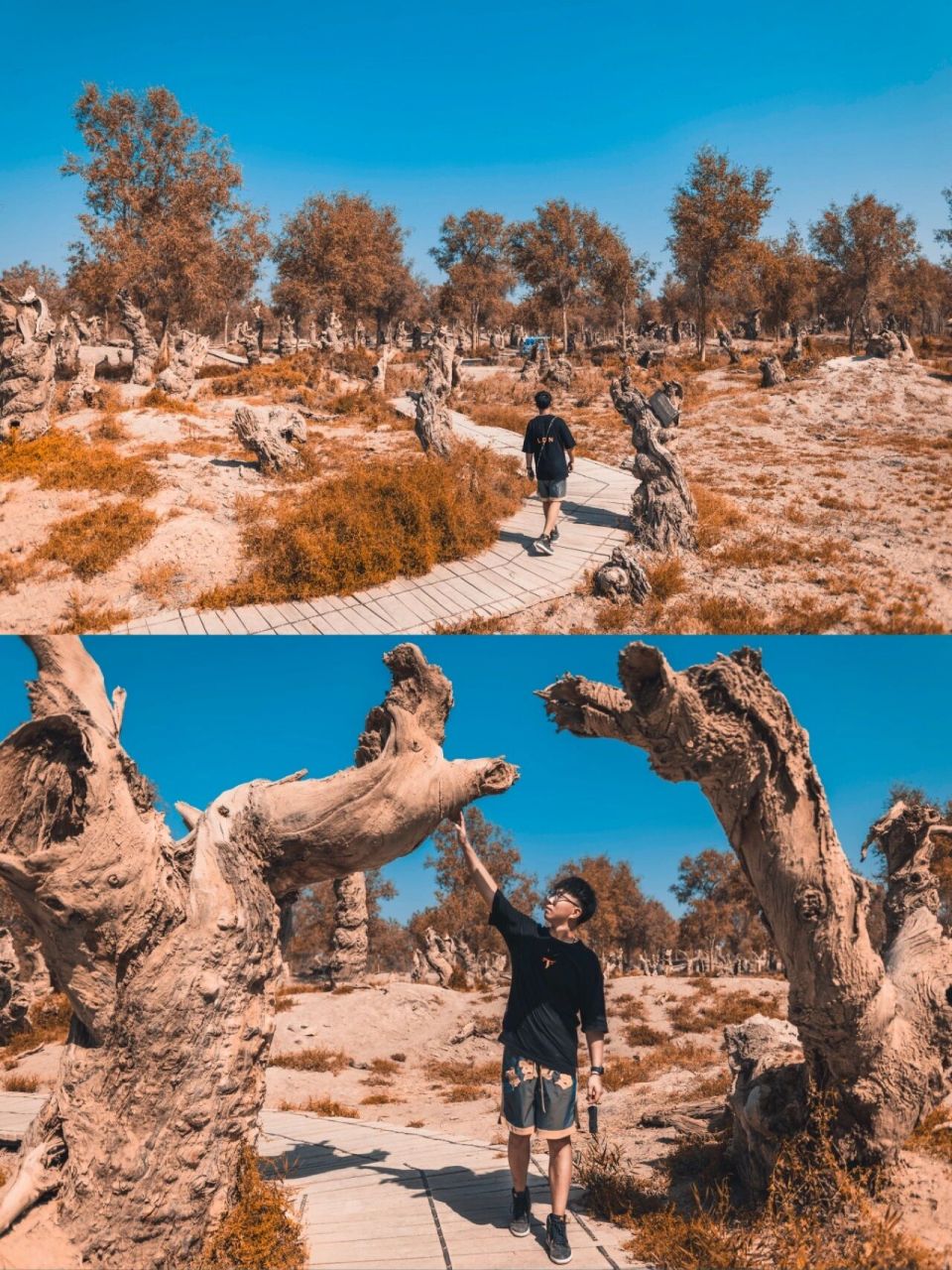 刀郎部落|胡杨守护神|千年胡杨林 98在叶尔羌河下游这片原始胡杨林