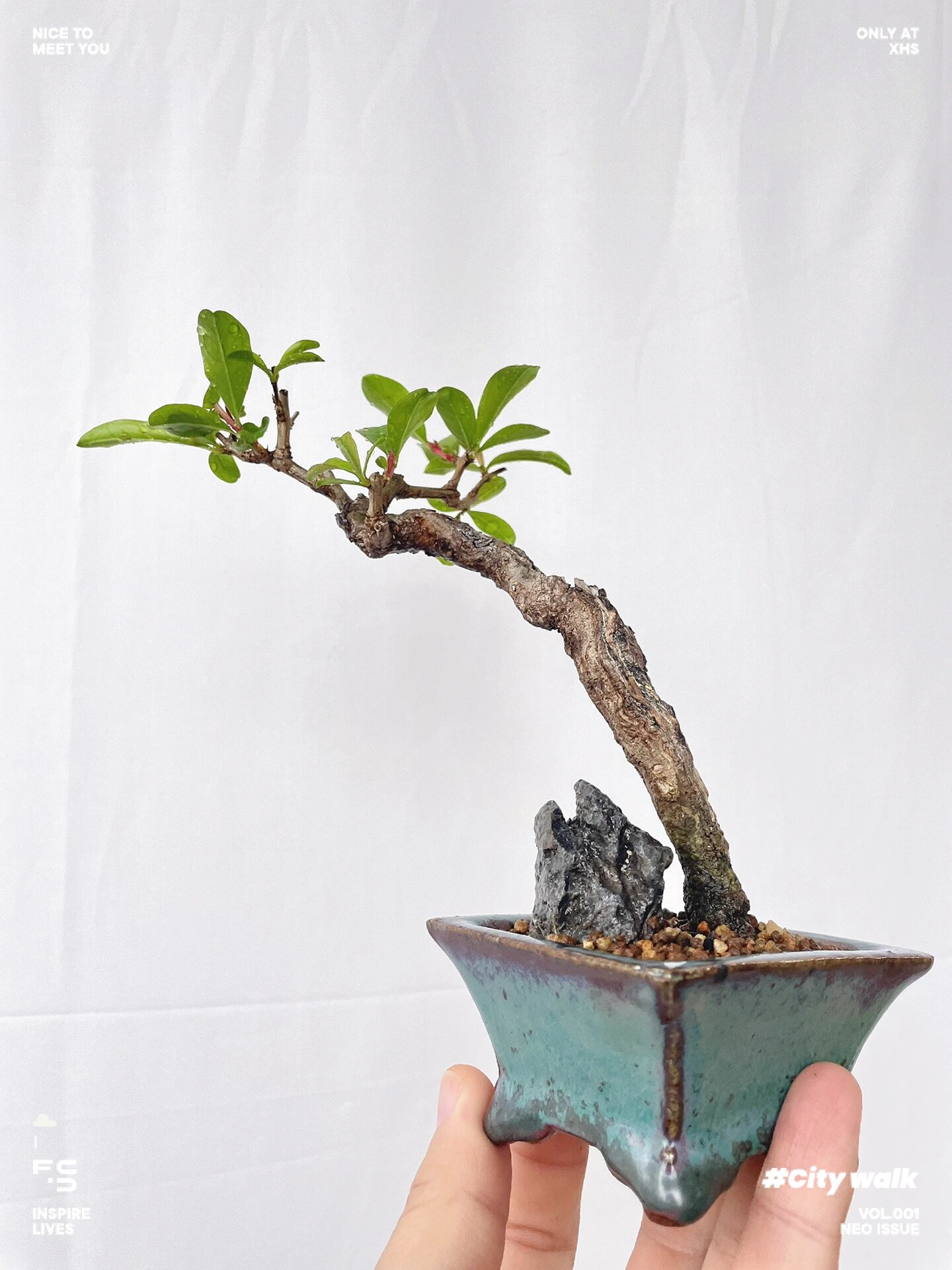 直杆文人带舍利大红袍石榴盆景