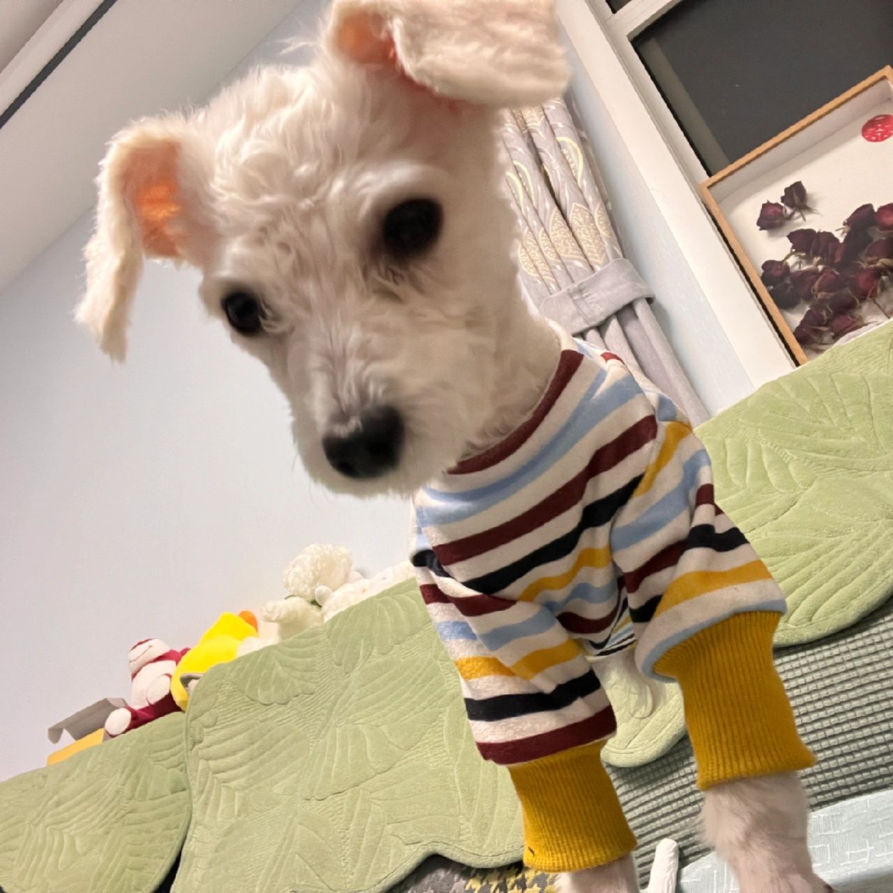 比熊剃毛后多久能恢复正常啊 汤圆子剃了毛以后 好酷 但是又觉得好丑