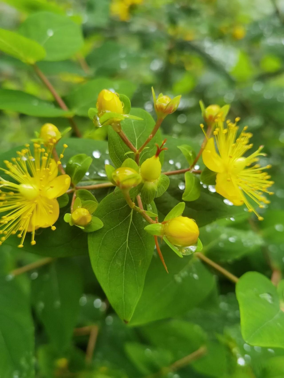 随手拍风景  金丝桃开花了!